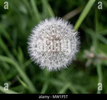 In prossimità della testa di seme di tarassaco fiore Foto Stock