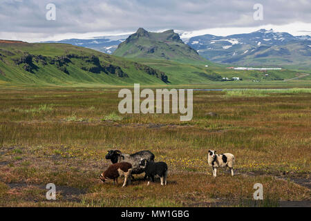 Islandese di pecore pascolano su prati nella parte anteriore del paesaggio di montagna, nei pressi di Capo Dyrhólaey, vicino Vík í Mýrdal, Sud Islanda Foto Stock