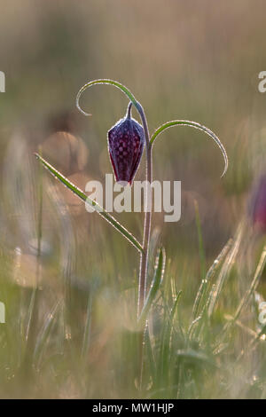 Viola Snake Head Fritillary (Fritillaria meleagris), Hesse, Germania Foto Stock