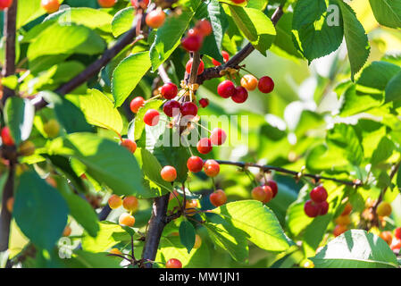 Ciliegie acerbe bacche sui rami di Prunus avium Foto Stock