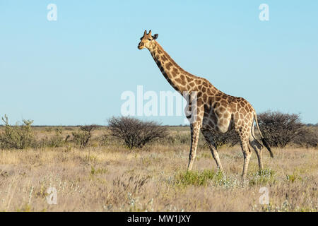 Il Parco Nazionale di Etosha, Namibia, Africa Foto Stock
