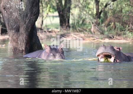 Ippopotamo mangia fieno in acqua Foto Stock