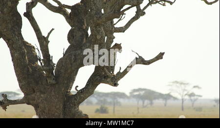 Leopard seduto in un albero guardando fuori nella savana Foto Stock