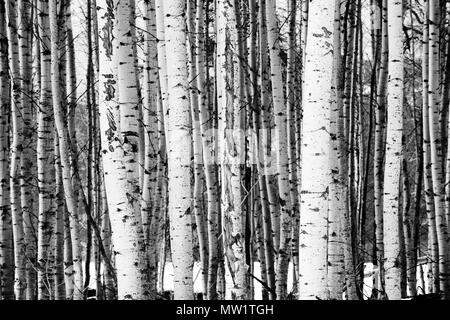 Un supporto di alberi in bianco e nero in una stagione invernale paesaggio Foto Stock