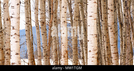 Un supporto di alberi in una stagione invernale bianco paesaggio Aspen Tree group Foto Stock