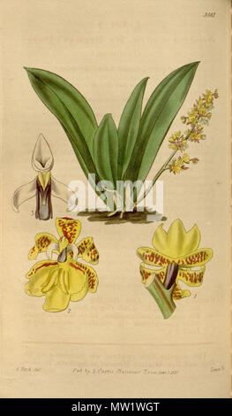 . Illustrazione di Trichocentrum pumilum (come syn. Oncidium pumilum) . 1837. Walter Hood Fitch (1817-1892) del., Swan sc. 615 Trichocentrum pumilum (come Oncidium pumilum) - Curtis' 64 (N.S. 11) pl. 3581 (1837) Foto Stock