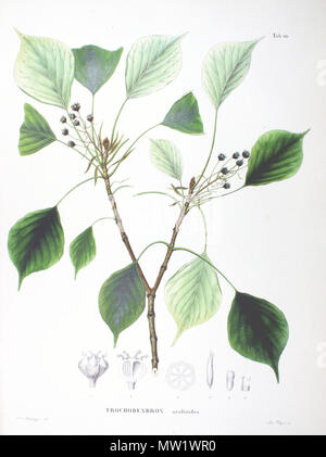 . Trochodendron aralioides piastra dal libro . 1870. Philipp Franz von Siebold e Joseph Gerhard Zuccarini 615 Trochodendron aralioides SZ40 Foto Stock