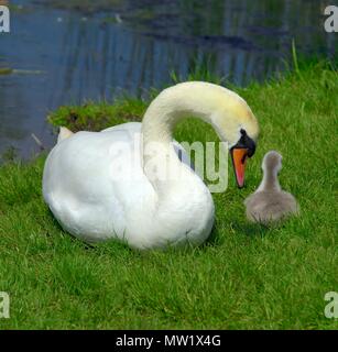 Cigni cygnet swan cygnets sulla terra asciutta Foto Stock