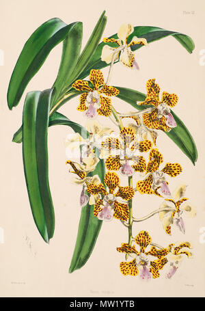 . Illustrazione di Vanda insignis . tra 1862 e 1865. Walter Hood Fitch (1817 - 1892), Illustrator, Robert Warner (1814-1896) e Benjamin Samuel Williams (1822-1890) redattori 625 Vanda insignis - Warner, Williams - Selezionare orch. impianti 1, pl. 3 (1862-1865) Foto Stock