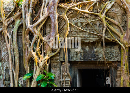 Radici di albero gigante sul vecchio aziente Ta Phrom tempio di Angkor Wat, Cambogia Foto Stock