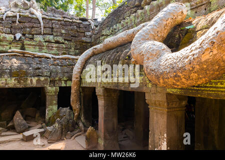 Radici di albero gigante sul vecchio aziente Ta Phrom tempio di Angkor Wat, Cambogia Foto Stock