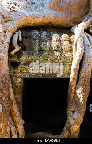 Radici di albero gigante sul vecchio aziente Ta Phrom tempio di Angkor Wat, Cambogia Foto Stock