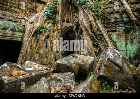 Radici di albero gigante sul vecchio aziente Ta Phrom tempio di Angkor Wat, Cambogia Foto Stock