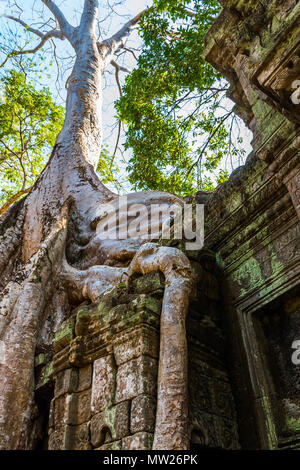 Radici di albero gigante sul vecchio aziente Ta Phrom tempio di Angkor Wat, Cambogia Foto Stock