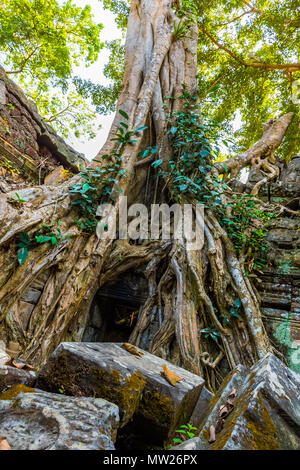 Radici di albero gigante sul vecchio aziente Ta Phrom tempio di Angkor Wat, Cambogia Foto Stock