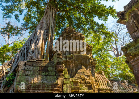 Radici di albero gigante sul vecchio aziente Ta Phrom tempio di Angkor Wat, Cambogia Foto Stock