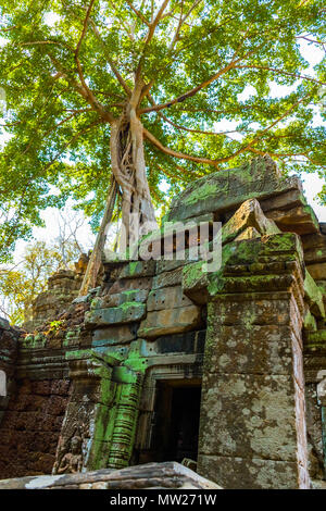 Radici di albero gigante sul vecchio aziente Ta Phrom tempio di Angkor Wat, Cambogia Foto Stock