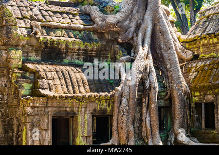 Radici di albero gigante sul vecchio aziente Ta Phrom tempio di Angkor Wat, Cambogia Foto Stock