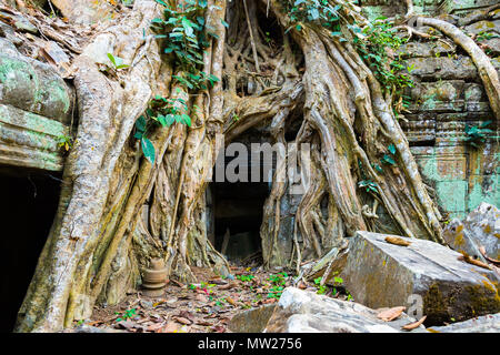 Radici di albero gigante sul vecchio aziente Ta Phrom tempio di Angkor Wat, Cambogia Foto Stock