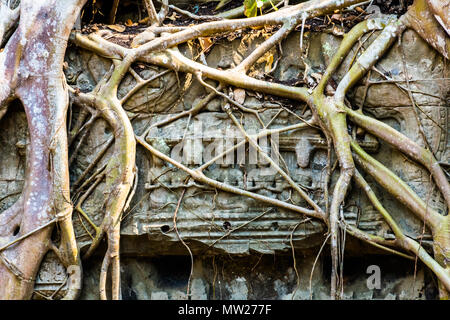 Radici di albero gigante sul vecchio aziente Ta Phrom tempio di Angkor Wat, Cambogia Foto Stock