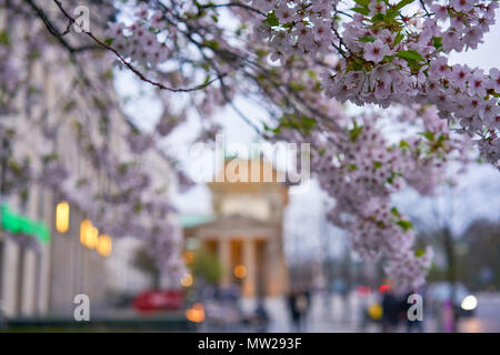 Berlino, Germania - Aprile 2, 2017: vista del Brandenburger Tor tra fiori di Berlino Foto Stock