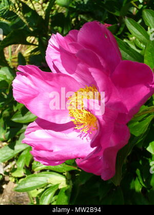 Rosa peonia fiore Foto Stock
