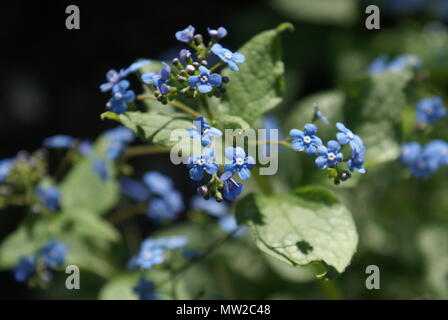 Piccoli fiori blu circondato da foglie. Foto Stock