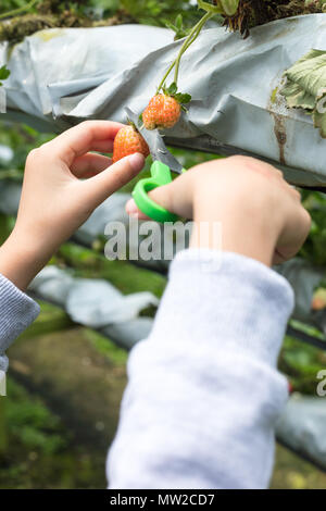 Asian poco ragazza cinese la raccolta di fragole fresche su outdoor organico strawberry farm Foto Stock