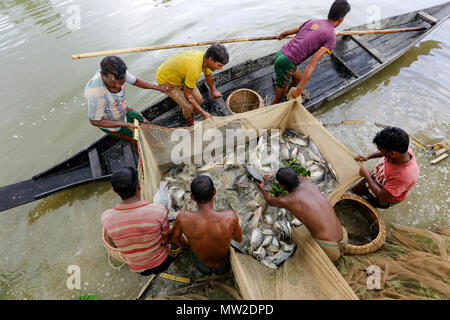 Le catture dei pescatori del loro pesce coltivato a Gowainghat in Sylhet. Bangladesh. Foto Stock