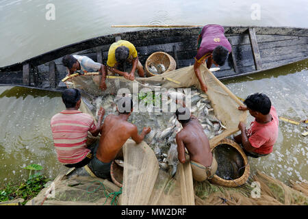 Le catture dei pescatori del loro pesce coltivato a Gowainghat in Sylhet. Bangladesh. Foto Stock