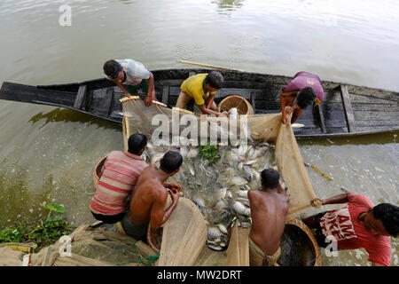 Le catture dei pescatori del loro pesce coltivato a Gowainghat in Sylhet. Bangladesh. Foto Stock