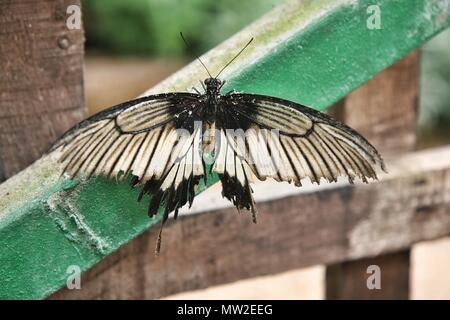 Kite a coda di rondine Eurytides Butterfly epidaus Foto Stock