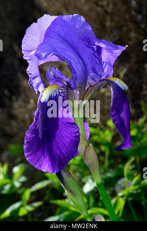 Traslucido iris tedesca nella luce calda del sole Foto Stock