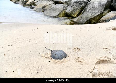 Un granchio a ferro di cavallo (Limulidae) lavato fino sulla spiaggia di Cape Cod National Seashore Foto Stock