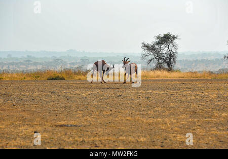 Topi di antilopi (Damaliscus lunatus jimela) lotta per il territorio in un paesaggio africano. Due giovani maschi bloccare corna sulla prateria a secco Foto Stock