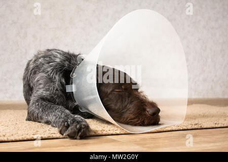 Cane dorme con plastica elizabethan (buster) collare Foto Stock