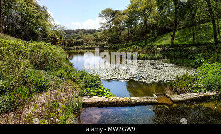 Una vista panoramica di Mallard laghetto in giardino Trebah in Cornovaglia. Foto Stock