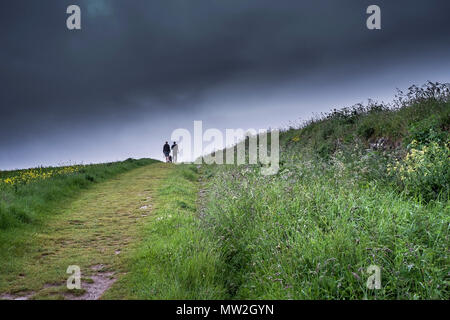 Due persone e un cane a piedi attraverso un campo. Foto Stock