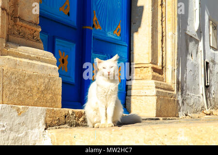 Il gatto si siede sulla strada vicino alla porta. Sidi Bou Said, Tunisia. Foto Stock