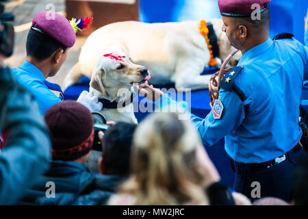 KATHMANDU, NEPAL - Ottobre 29, 2016: polizia nepalese celebra Kukur Tihar è (cane festival) alla centrale di polizia di addestramento del cane scuola. Foto Stock