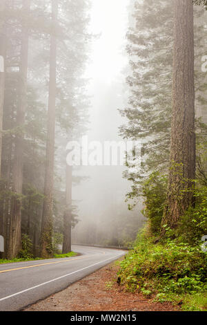 California's Highway 101 avvolgimento attraverso il Redwood National e parco dello Stato nella nebbia mattutina Foto Stock