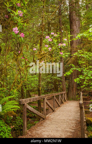 Ponte di legno lungo un sentiero in Stout Grove in California's Jedediah Smith Redwoods State Park. Rododendri può essere visto blooming Foto Stock