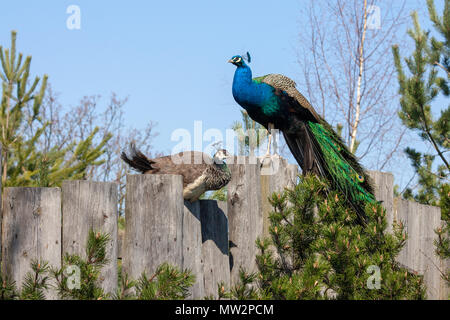 Peacock, Påfågel (Pavo cristatus) Foto Stock