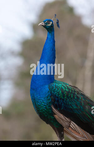 Peacock, Påfågel (Pavo cristatus) Foto Stock