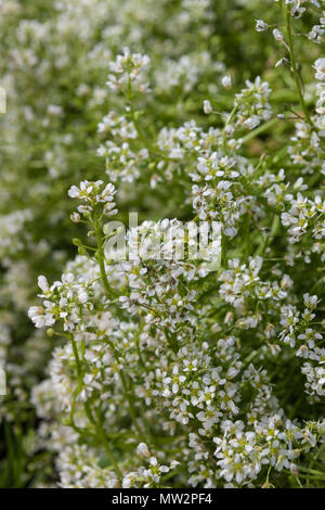 Scurvygrass comune, Vanlig skörbjuggsört (Cochlearia officinalis) Foto Stock