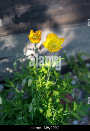 Welsh papavero, Engelsk vallmo (Meconopsis cambrica) Foto Stock