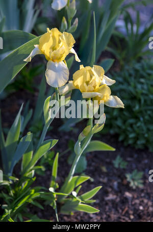 "Helge' Intermedio iris barbuto, Skäggiris (Iris germanica) Foto Stock