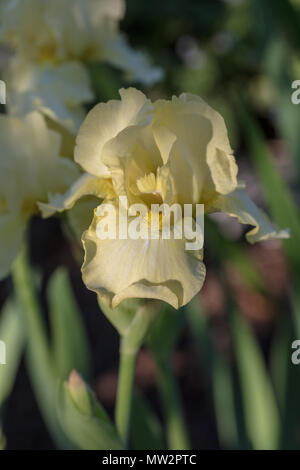 "Moonlight aui' Intermedio Iris barbuto, Skäggiris (Iris germanica) Foto Stock