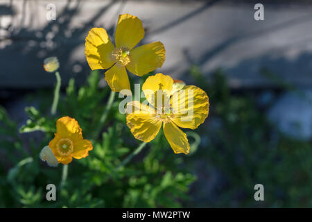 Welsh papavero, Engelsk vallmo (Meconopsis cambrica) Foto Stock