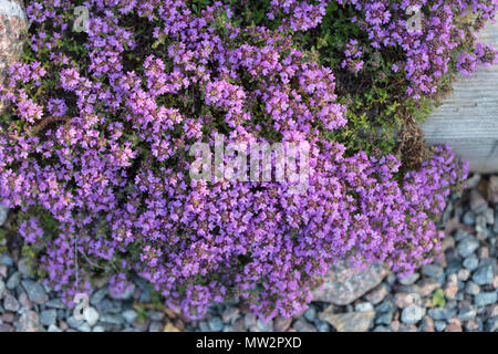 Breckland timo, Backtimjan (Thymus serpyllum) Foto Stock